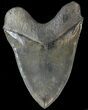 Sharply Megalodon Tooth - Giant Tooth! #42233-2